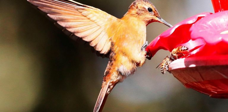 Las aves sufren una extinción milenaria por culpa de los humanos Las aves sufren una extinción milenaria por culpa de los humanos