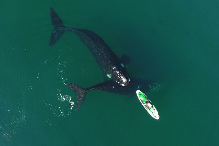 El impresionante video de una ballena que empuja una tabla en Puerto Madryn: maravilló hasta a Manu Ginóbili