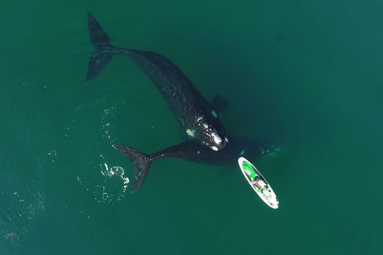 El impresionante video de una ballena que empuja una tabla en Puerto Madryn: maravilló hasta a Manu Ginóbili El impresionante video de una ballena que empuja una tabla en Puerto Madryn: maravilló hasta a Manu Ginóbili