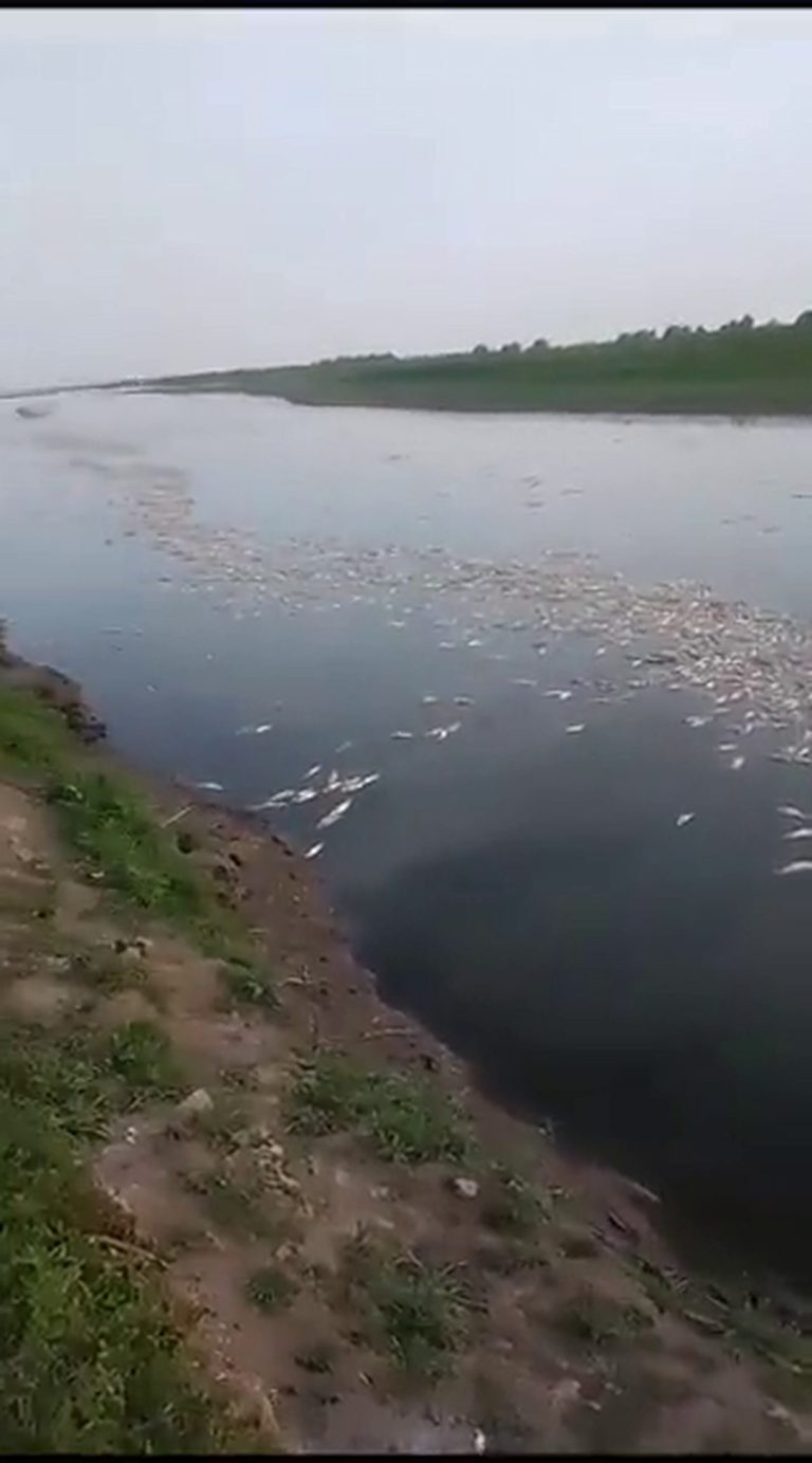 Conflicto entre Santiago del Estero y Tucumán por la aparición de millones de peces muertos en el Río Salí Conflicto entre Santiago del Estero y Tucumán por la aparición de millones de peces muertos en el Río Salí